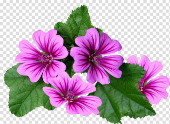 Flowers, pink flowers illustration transparent background PNG clipart Flowers, pink flowers illustration transparent background PNG clipart