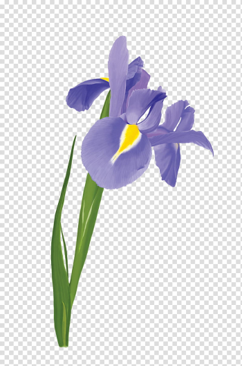 Flowers , purple Cemetery iris watercolor flower transparent background PNG clipart