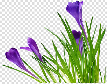 Flowers, purple flowers transparent background PNG clipart Flowers, purple flowers transparent background PNG clipart