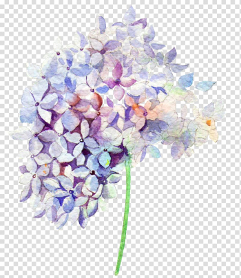 Flowers, purple Hydrangea flower illustration transparent background PNG clipart