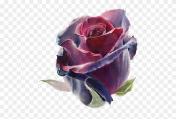 Flowers Watercolor Painting Drawing Artist - Roses Watercolor Best Flowers Watercolor Painting Drawing Artist - Roses Watercolor Best