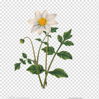 FLOWERS, white single-petaled dahlia flower art transparent background PNG clipart