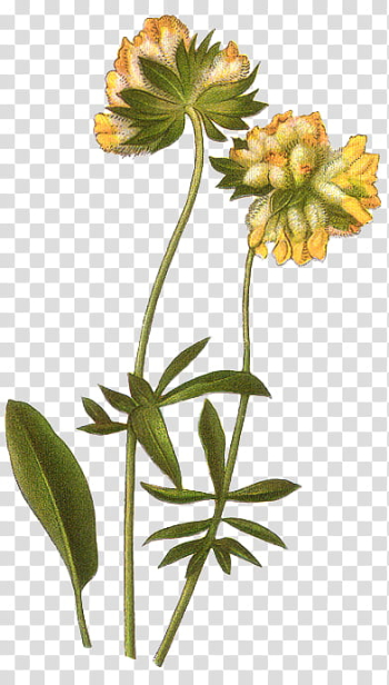 Flowers, yellow flowers transparent background PNG clipart Flowers, yellow flowers transparent background PNG clipart