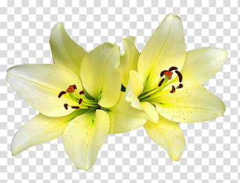 Flowers, yellow flowers transparent background PNG clipart Flowers, yellow flowers transparent background PNG clipart