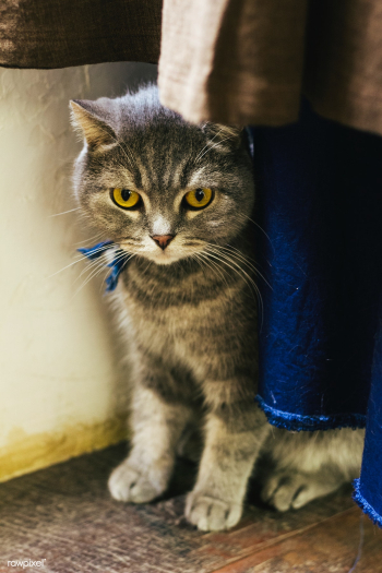 Fluffy cat sitting on a wooden floor | Free stock photo - 535564 Fluffy cat sitting on a wooden floor | Free stock photo - 535564