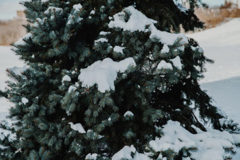 Fluffy Snow On Pine Tree Fluffy Snow On Pine Tree
