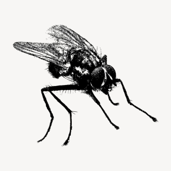 Fly insect clipart, vintage animal | Free Vector - rawpixel Fly insect clipart, vintage animal | Free Vector - rawpixel