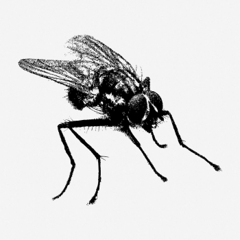 Fly insect drawing, vintage animal | Free Photo - rawpixel Fly insect drawing, vintage animal | Free Photo - rawpixel
