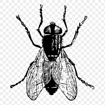 Fly insect png sticker, animal | Free PNG - rawpixel Fly insect png sticker, animal | Free PNG - rawpixel