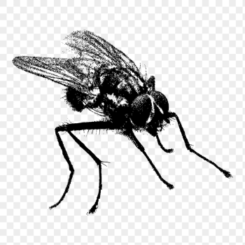 Fly insect png sticker, animal | Free PNG - rawpixel Fly insect png sticker, animal | Free PNG - rawpixel