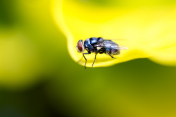 Fly on Flower Fly on Flower
