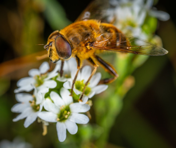 Fly on Flower Fly on Flower