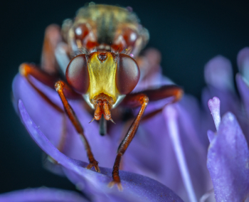 Fly on Purple Flower Close-up Photo