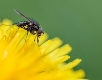 Fly on Yellow Dandelion Flower