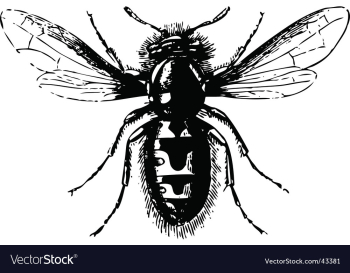 Fly vector image Fly vector image