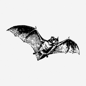 Flying bat drawing, vintage animal | Free Photo - rawpixel Flying bat drawing, vintage animal | Free Photo - rawpixel