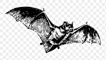 Flying bat png sticker, animal | Free PNG - rawpixel Flying bat png sticker, animal | Free PNG - rawpixel