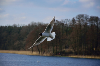Flying Bird Flying Bird
