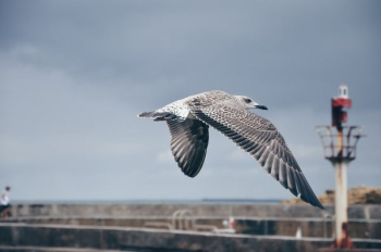 flying bird flying bird