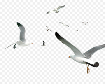 Flying Bird Gulls Flocks - White Simple Seagull Flying Bird Decorative Pattern 