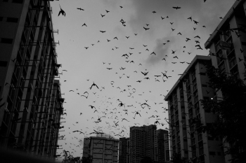Flying Birds Flying Birds