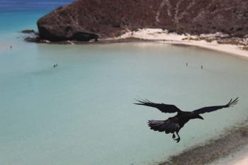 flying crow flying crow