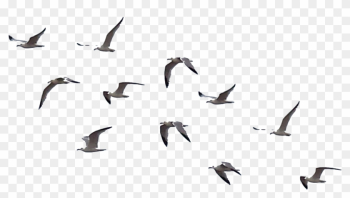 Flying Crows Clipart - Walk In The Woods Picsart Flying Crows Clipart - Walk In The Woods Picsart