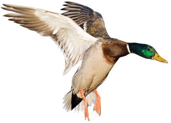 Flying duck png 4 » PNG Image