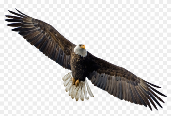 Flying Eagle Png Image - Bald Eagle Flying Png Flying Eagle Png Image - Bald Eagle Flying Png