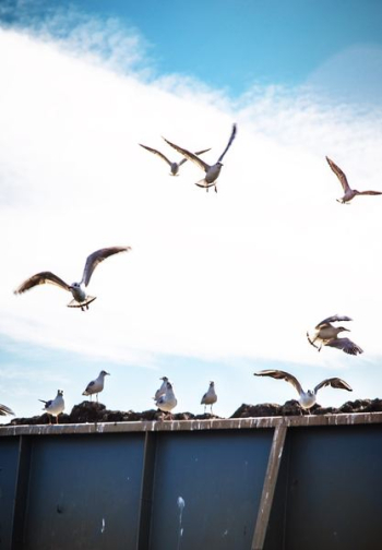flying flock of birds flying flock of birds