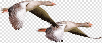 Flying geese transparent background PNG clipart Flying geese transparent background PNG clipart