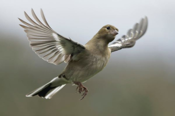 flying gray and white bird flying gray and white bird