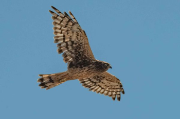 flying hawk flying hawk