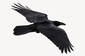 Flying Raven bird, animal collage | Free PSD - rawpixel Flying Raven bird, animal collage | Free PSD - rawpixel
