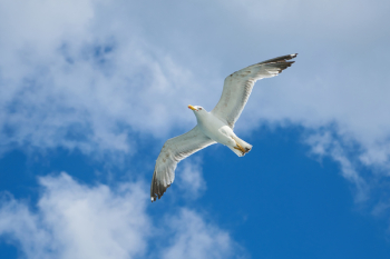 Flying Seagull Flying Seagull