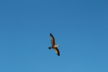 Flying Seagull Flying Seagull
