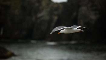 Flying White and Gray Bird Flying White and Gray Bird