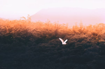 flying white bird flying white bird
