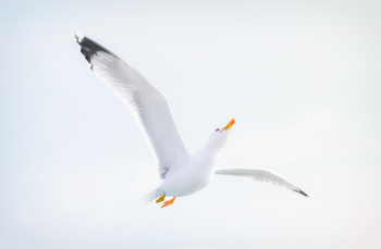 Flying White Bird Flying White Bird