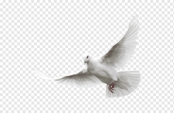 flying white dove, Columbidae Domestic pigeon Bird, White Pigeon, white, animals, black White png