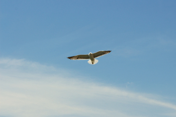 Flying White Kite Flying White Kite