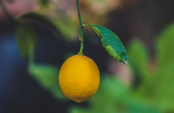 Focus Photo of a Ripe Lemon Fruit Focus Photo of a Ripe Lemon Fruit
