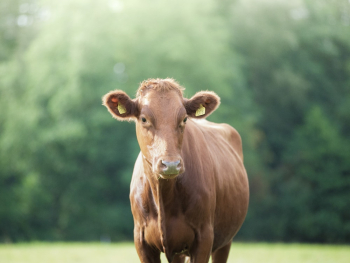 Focus Photography of Brown Cow Focus Photography of Brown Cow