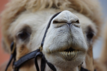 Focus Photography of Llama Focus Photography of Llama