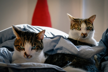 Focus Photography Of Two Cats Focus Photography Of Two Cats