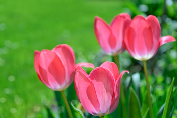 Focus Photography Pink Tulips Focus Photography Pink Tulips
