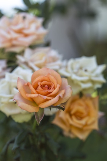 Focused Photography of Peach Flower Focused Photography of Peach Flower