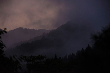 fog covered forest fog covered forest