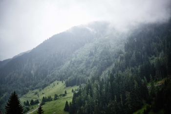 fog covered forest fog covered forest