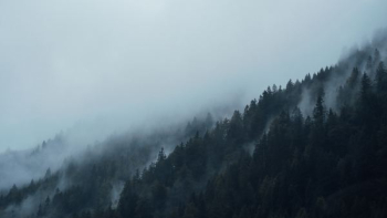 fog covered trees fog covered trees